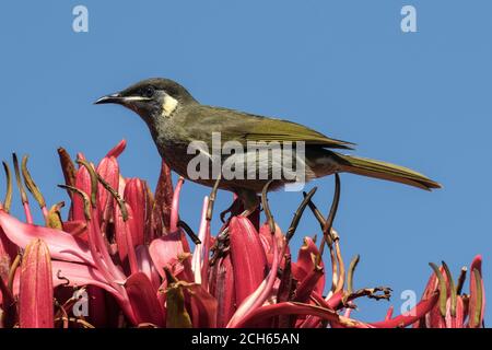 L'occhio di Lewin riposa su una punta di Gymea Lily flower Foto Stock