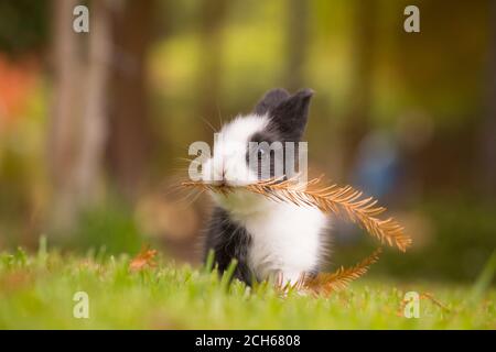 Coniglio europeo addomesticato (Oryctolagus cuniculus), ampiamente addomesticato per il cibo o come animale domestico. Foto Stock