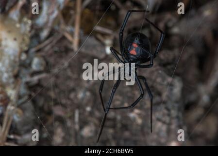 Il ragno della vedova nera occidentale (Latrodectus hesperus) uno dei pochi ragni pericolosamente velenosi in Nord America. Visto in California. Foto Stock