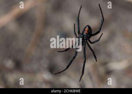 Il ragno della vedova nera occidentale (Latrodectus hesperus) uno dei pochi ragni pericolosamente velenosi in Nord America. Visto in California. Foto Stock