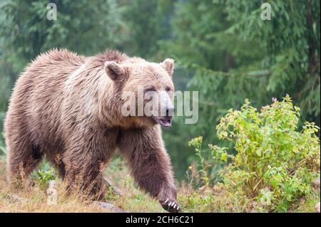 Orso bruno (latino Ursus arctos) nella foresta su uno sfondo di fauna selvatica. Foto Stock