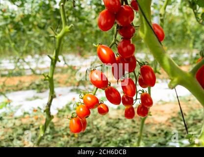 I pomodori Tomaccio sono stati prodotti da un programma di allevamento di 12 anni che utilizzava una specie di pomodori peruviani selvatici. Il programma è stato sviluppato da Hishtil in Israele. Tomac Foto Stock