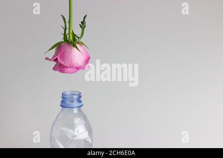 appeso rosa a testa in giù con sfondo bianco Foto Stock
