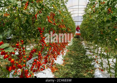 I pomodori Tomaccio sono stati prodotti da un programma di allevamento di 12 anni che utilizzava una specie di pomodori peruviani selvatici. Il programma è stato sviluppato da Hishtil in Israele. Tomac Foto Stock