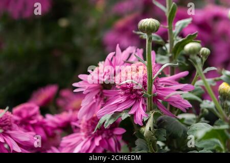Crisantemi viola vicino - in su nel giardino. Fiori colorati e luminosi su sfondo sfocato a fuoco selettivo. Sfondo autunno floreale. Natu morbido Foto Stock