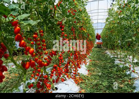 I pomodori Tomaccio sono stati prodotti da un programma di allevamento di 12 anni che utilizzava una specie di pomodori peruviani selvatici. Il programma è stato sviluppato da Hishtil in Israele. Tomac Foto Stock