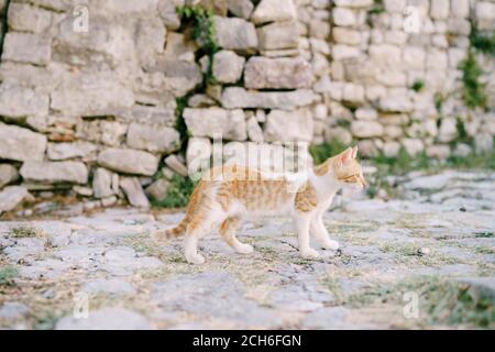 Gatto rosso con bianco sull'asfalto sullo sfondo di un muro di pietra sopravvolta di verde. Foto Stock