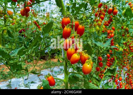 I pomodori Tomaccio sono stati prodotti da un programma di allevamento di 12 anni che utilizzava una specie di pomodori peruviani selvatici. Il programma è stato sviluppato da Hishtil in Israele. Tomac Foto Stock