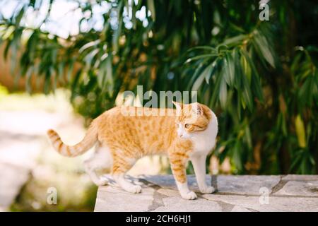 Un gatto zenzero si trova su un bordo di pietra vicino agli alberi su uno sfondo sfocato. Foto Stock