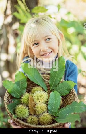 raccolta di castagne commestibili dolci in guscio. Bambino che tiene le castagne a portata di mano con cesto di vimini pieno di castagne. Foto Stock