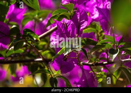 Bougainvillea lat. Bougainvillea vicino - in su nel giardino. Buganvillea magenta fiori. Bello sfondo viola brillante fiore. Flusso atmosferico Foto Stock