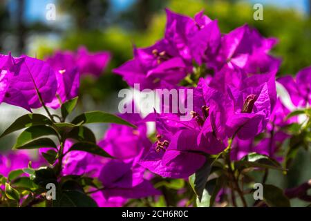 Bougainvillea lat. Bougainvillea vicino - in su nel giardino. Buganvillea magenta fiori. Bello sfondo viola brillante fiore. Flusso atmosferico Foto Stock