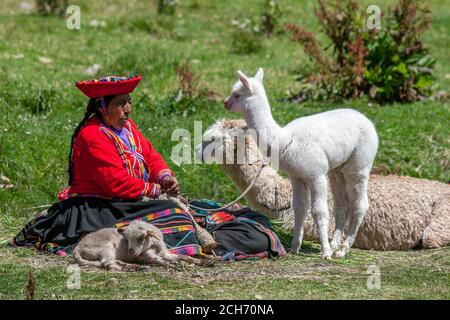 Una donna peruviana che indossa abiti tradizionali, incluso un poncho seduto in un campo verde con un paio di lama e. Un agnello sulla strada vicino Cusco in Foto Stock