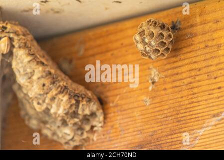 Il nido del WASP fotografato in Israele Foto Stock