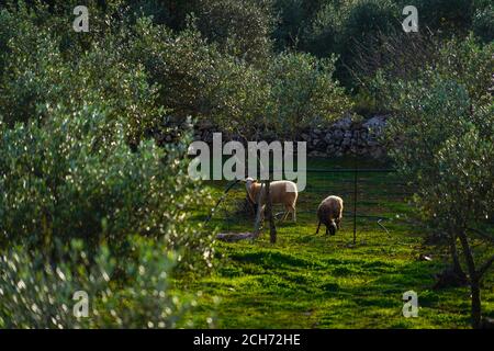 Pascolo delle pecore in un oliveto fotografato a Creta, Grecia nel mese di gennaio Foto Stock