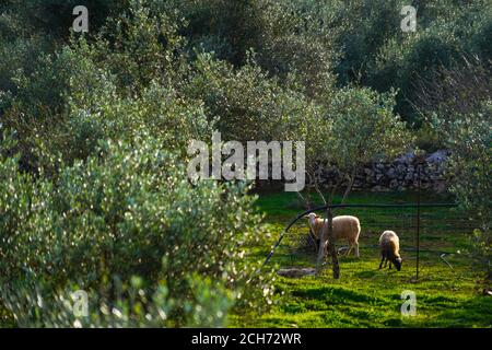 Pascolo delle pecore in un oliveto fotografato a Creta, Grecia nel mese di gennaio Foto Stock