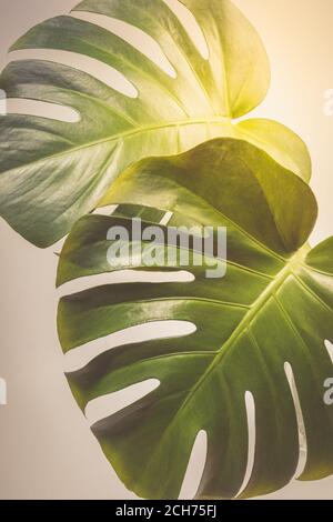 Sunlit due esotiche foglie di palma tropicale monstera su sfondo grigio chiaro primo piano. Foto Stock
