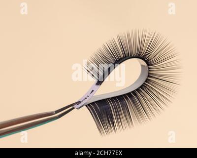 striscia per estensioni di ciglia su un tono uniforme, ritorto, tenuto con pinzette. Industria ciglia artificiale, estensioni ciglia, bellezza Foto Stock