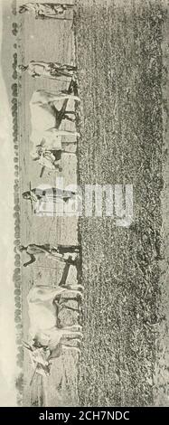 . Le tribù e le caste delle Province centrali dell'India. In ogni giorno, thoughMonday e Friday sono considerati giorni favorevoli per theommencement di semina. Il Harelli, o festa della verdure fresco, che cade il i 5 ° giorno di Shrawan (luglio-agosto), palle di farina mescolate con sale sono date al thecpicle. L'aratro e tutti gli attrezzi di agricoltura sono portati ad un serbatoio e lavati, e sono poi posati nel cortile della casa e intonacati con cowdung.The aratro è posto di fronte al sole, e burro e zucchero sono offerti ad esso. Una pentola di terra è whitewashedand figure umane a Foto Stock