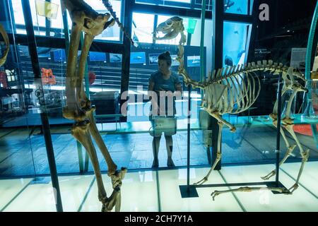 Museo Elder della Scienza e della tecnologia nel Parque Santa Catalina, Las Palmas di Gran Canaria Isole Canarie Spagna Foto Stock