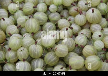 Una mostra di frutta fresca di uva spina Verde. Foto Stock