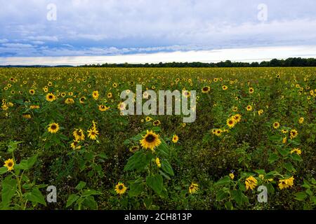 un campo di girasoli prima della pioggia, nuvole di pioggia scure su un campo di girasoli Foto Stock