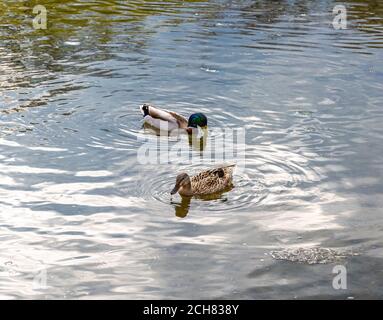 Anatra mallard maschile e femminile che nuotano sul lago. Coppia di anatre alla ricerca di cibo in acqua. Focus su mallard femminile Foto Stock