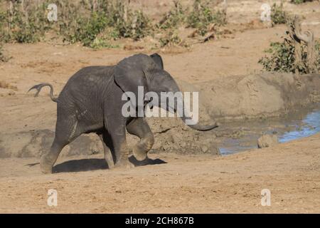 Carino elefante africano bambino (Loxodonta africana) da solo nella corsa selvaggia ad una buca d'acqua nel Parco Nazionale Kruger, Sud Africa Foto Stock