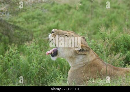 Leopardo del parco nazionale di Nakuru Foto Stock