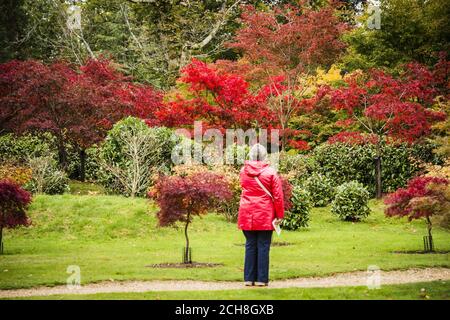 Una donna si ferma per ammirare gli spettacolari alberi rossi nella radura Acer presso i giardini della National Trust Kingston Lacy House, dove lunghe giornate di tempo luminoso e soleggiato per tutto il mese di ottobre hanno portato a un drammatico cambiamento di foglie e colori che creano una spettacolare esposizione autunnale. Foto Stock