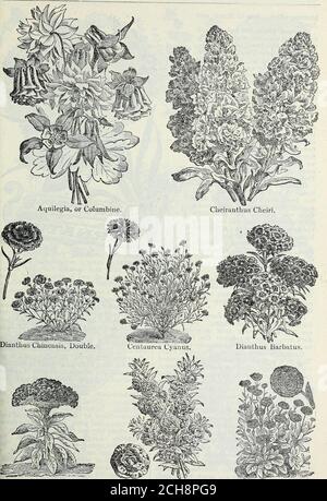 . Sementi di Steckler: 1905. COSMOS Bipinnata Hybrida. I semi coltivati di Steckler sono sempre puri ed affidabili, MANUALE DI GIARDINO PER GLI STATI DEL SUD. Ill. Celosia Cristata. t ^4 V5W«»litii«»5 ^& Balsaraina Caraelia-fiorito. Calendula officinalis. Pratts pollame e Stock Food sempre a portata di mano. 11-2 J. STECKLER SEED CO., LTD., ALMANAC E PIACEVOLE EFFETTO. Semina in marzo e aprile. COSMOS bipinnata hybrlda. Un annuale molto showy simile nella forma tother luminoso occhio Daisy o Correopsis, ma più alto e più brillante in color.being un nativo del Messico iswell adattato al nostro clima andwill fiorire qui quasi t Foto Stock