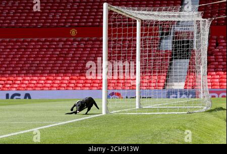 Un cane da cecchino in campo dopo un allarme di sicurezza alla partita Barclays Premier League a Old Trafford, Manchester. Foto Stock