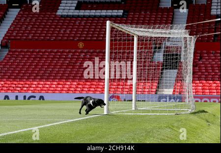 Un cane da cecchino in campo dopo un allarme di sicurezza alla partita Barclays Premier League a Old Trafford, Manchester. Foto Stock