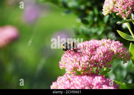 Bumblebee a coda bianca (Bombus lucorum) che si nutrono del nettare di un fiore rosa (Hylotephium ‘gioia d'autunno’). Foto in un giardino del Wiltshire. Foto Stock