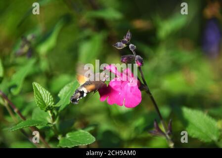 Una falce di Hummingbird che si nuce al nettare di un fiore rosa. Fotografato in giardino inglese. Formato orizzontale. Foto Stock