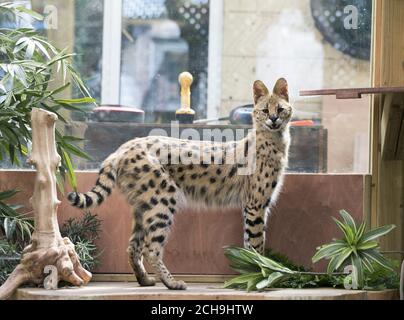 IMBARAZZATO AL 0001 LUNEDI 23 MAGGIO Squeaks gatto Serval, di 1 1/2 anni, a casa sua a Great Wakering, Essex, come leoni, lupi e serpenti velenosi mortale sono tra le migliaia di animali pericolosi che vengono tenuti in proprietà private in tutto il Regno Unito, le cifre hanno rivelato. Foto Stock