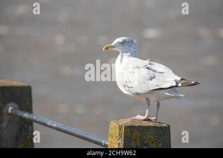 Gull in piedi su un palo, Silloth, Cumbria Foto Stock