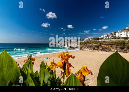 Vita australiana - Tamarama Beach, Sydney, onde che si ondeggia sotto il cielo blu mozzafiato Foto Stock