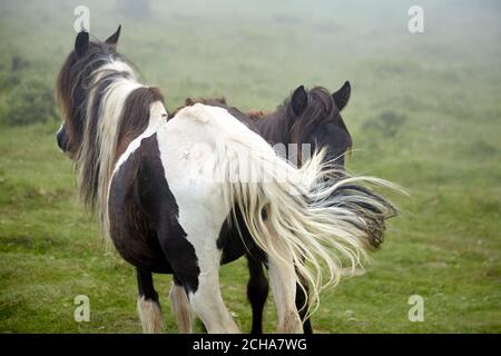 Cavalli selvatici al pascolo sulla montagna la Rhune nei Paesi Baschi, Francia Foto Stock