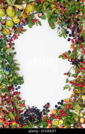 Boschi autunnali forati e frutti di hedgerow su sfondo bianco Foto Stock