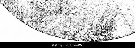 . Enciclopedia afro-americana, o, i pensieri, le azioni e le parole della razza [risorsa elettronica]: Abbracciare indirizzi, conferenze, schizzi biografici, sermoni, poesie, nomi di università, college, seminari, giornali, libri, e una storia delle denominazioni, dando la forza numerica di ciascuno : insegna infatti ogni argomento di interesse ai colorati, come discusso da più di cento dei loro uomini e donne migliori e più saggi : illustrati con belle incisioni mezzitoni . Negozio di addestramento manuale Ballard. THOUGHSTS, CANTI, E CANTI DI LHF. RAZZA. 313 Foto Stock