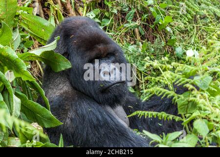 Occhi argentati - gorilla di montagna in ambiente naturale nel Parco Nazionale dei Vulcani, Ruanda Foto Stock