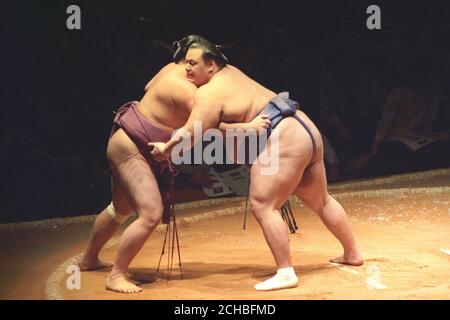 Lottatori di sumo giapponesi alla Royal Albert Hall di Londra, durante i boots dimostrativi prima dell'inizio del primo torneo ufficiale di sumo mai tenuto fuori dal Giappone. Foto Stock