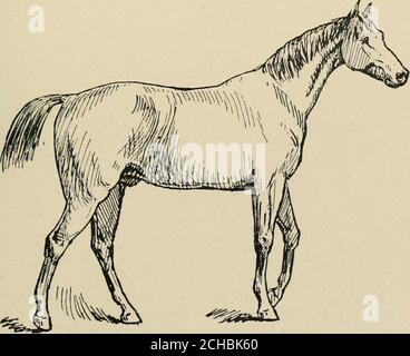 . Il cavallo, nelle stalle e nel campo: Le sue varietà, la gestione della salute e delle malattie, anatomia, fisiologia, ecc . le diagonali sono stati avanzati, e che le gambe che si muovono in coppia sincron-synchron-ously, quattro sarebbero sul terreno per una frazione di tempo. La fotocamera. 146 IL CAVALLO dimostra che fino a tre piedi possono essere a terra, ma mai quattro. Gli arti diagonali in quadrupidi non agiscono in sincronia, come ad un ritmo lento è più difficile mantenere l'equilibrio. Il baricentro Foto Stock