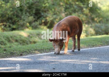 Un maiale domestico si fa strada lungo una strada vicino a Burley in Hampshire, durante il Pannage, o 'comune di Mast', dove gli animali sono autorizzati a vagare nella New Forest durante un tempo stabilito in autunno per festeggiare su ghiande caduti, che in grandi quantità sono pericolosi per pony e bestiame. Foto Stock