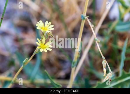 Lactuca saligna, pianta di Lattuga selvatica in fiore Foto Stock