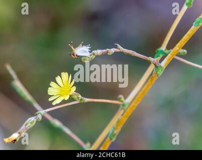 Lactuca saligna, pianta di Lattuga selvatica in fiore Foto Stock