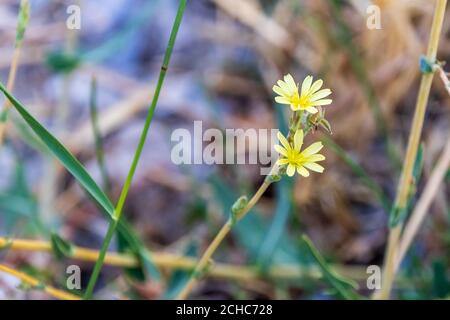 Lactuca saligna, pianta di Lattuga selvatica in fiore Foto Stock