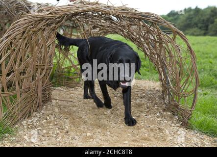 USO EDITORIALE SOLO Labrador Poppy utilizza il nuovo apparato di agilità all'apertura di un nuovo percorso per attività di cani nel Melton Country Park nel Leicestershire, che è stato installato come parte delle iniziative per animali domestici in fase di lancio da parte del consiglio locale e Mars Petcare. Foto Stock