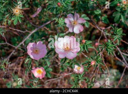 Bella fioritura tè rosa cespuglio con fiori rosa. Natura primaverile. Foto Stock